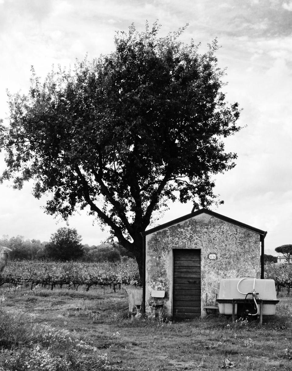 Villa La Cipriana Castagneto Carducci Exterior foto